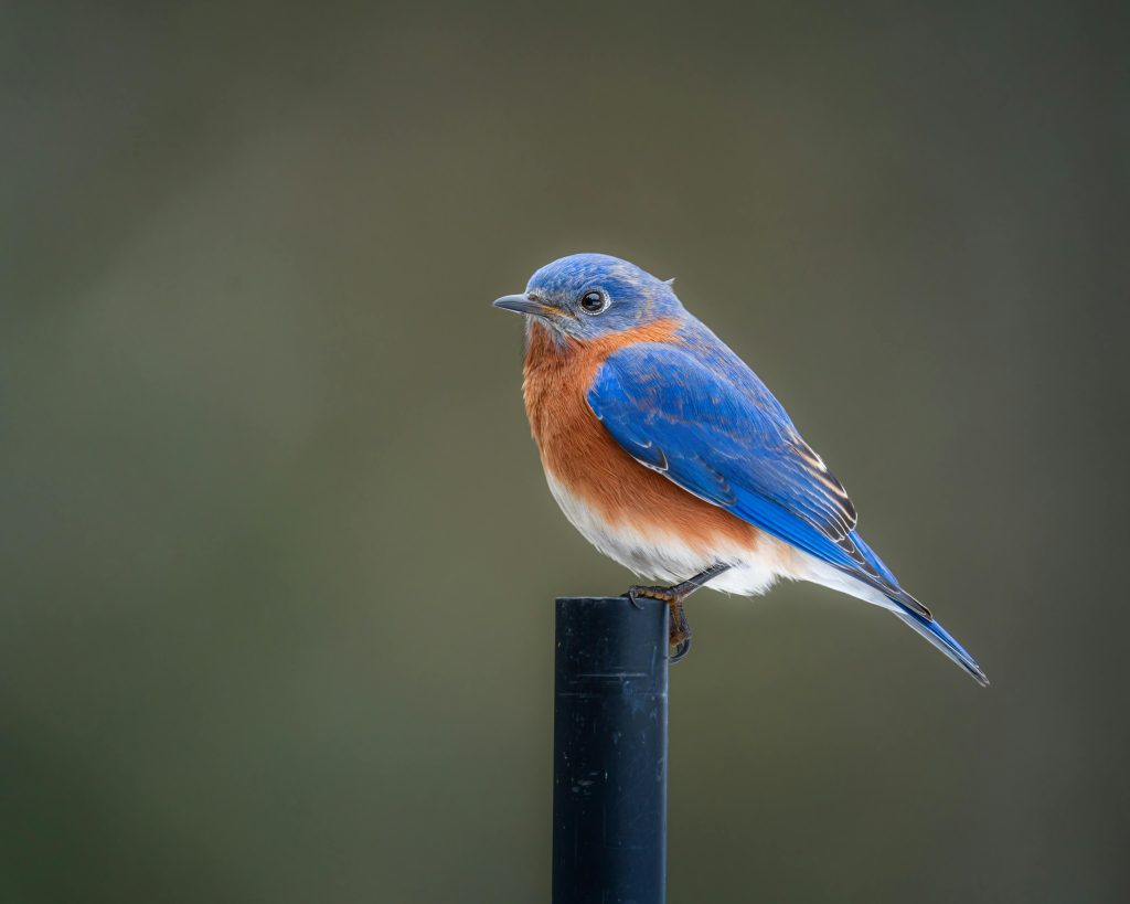 Bluebird Moving in Boise