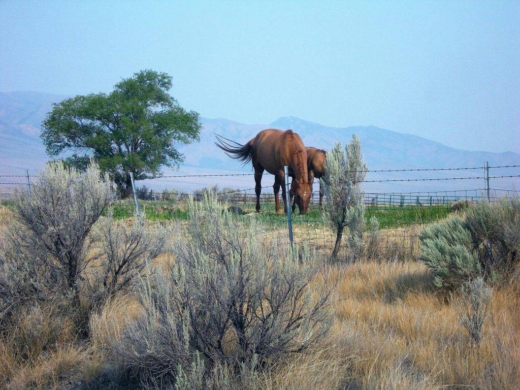 Movers in Nampa, Idaho